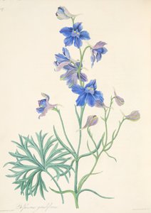 Great Flowered Larkspur, od Floral Illustrations of the Seasons, hospoda. 1829 (ručně kolorovaná rytina)