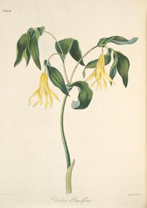 Velký květovaný zvonek, z květinových ilustrací ročních období, hospoda. 1829 (ručně kolorovaná rytina)