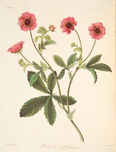 Nipal Potentilla, z Květinové ilustrace ročních období, hospoda. 1829 (ručně kolorovaná rytina) od Margaret Roscoe