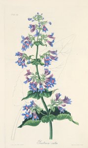 Penstemon vejčitý, z Květinové ilustrace ročních období, hospoda. 1829 (ručně kolorovaná rytina) od Margaret Roscoe