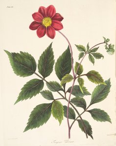 Červená Dahlia, z Květinové ilustrace ročních období, hospoda. 1829 (ručně kolorovaná rytina)