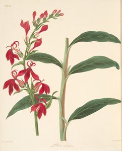 Refulgent Lobelia, z Květinové ilustrace ročních období, hospoda. 1829 (ručně kolorovaná rytina) od Margaret Roscoe