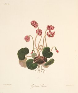 Kulatý listnatý brambořík, z květinových ilustrací ročních období, hospoda. 1829 (ručně kolorovaná rytina) od Margaret Roscoe