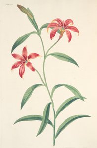 Jednobarevná čínská lilie, z Květinové ilustrace ročních období, hospoda. 1829 (ručně kolorovaná rytina) od Margaret Roscoe