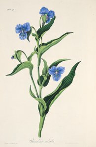 Nebesky modrá Commelina, z Květinové ilustrace ročních období, hospoda. 1829 (ručně kolorovaná rytina)