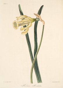 Španělský narcis, z Květinové ilustrace ročních období, hospoda. 1829 (ručně kolorovaná rytina)