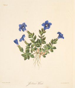 Jarní hořec, z Květinové ilustrace ročních období, hospoda. 1829 (ručně kolorovaná rytina) od Margaret Roscoe