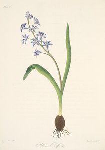 Dvoulistá Squill, from Floral Illustrations of the Seasons, pub. 1829 (ručně kolorovaná rytina) od Margaret Roscoe