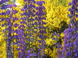 Lupins na Ohňové zemi.