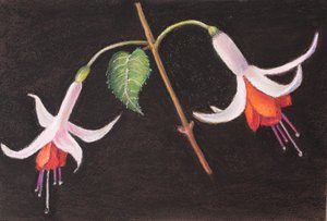 Fuchsie z mé zahrady od Margo Starkey