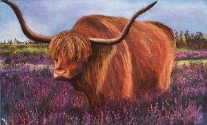 Highland Bull in Scottish Heather, 2018 (pastel)