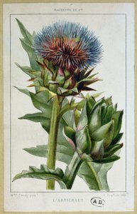 Artyčok, botanická deska, ryl E. Fraillery od Marguerite Buret