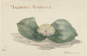 Bloem Massonia Africana MASSONIA AFRICANA (název na objektu) od Maria Geertruida Barbiers Snabilié