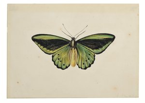 Motýl, Zelenáček obecný (Ornithoptera priamus) od Maria Margaretha van Os