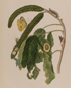 Ilustrace z 