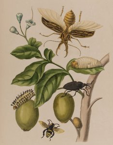 Ilustrace z 