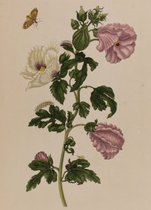 Ilustrace z 