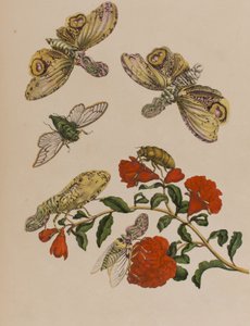 Ilustrace z 