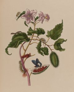Ilustrace z 