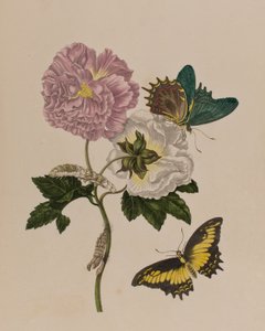 Ilustrace z 