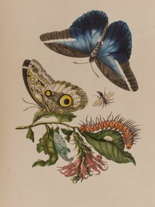 Ilustrace z 