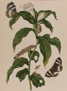 Ilustrace z 
