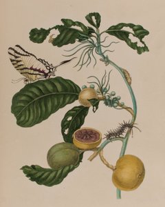 Ilustrace z 