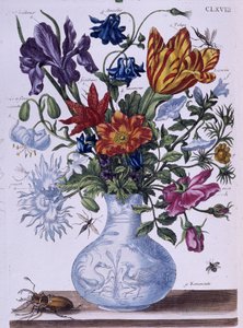 Brouk a různé květiny - dess. od Maria Sibylla Merian, n. d., cca. koncem 18. století od Maria Sibylla Merian