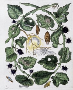 Motýli a kukly - dess. od Maria Sibylla Merian, n. d., cca. koncem 18. století od Maria Sibylla Merian
