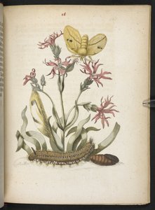 "Nádherná proměna housenek a zvláštní květinová potrava..." od Maria Sibylla Merian