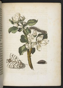 "Nádherná proměna housenek a zvláštní květinová potrava..." od Maria Sibylla Merian