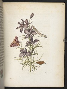 "Nádherná proměna housenek a zvláštní květinová potrava..." od Maria Sibylla Merian