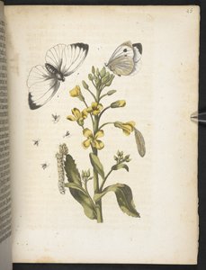 "Nádherná proměna housenek a zvláštní květinová potrava..." od Maria Sibylla Merian