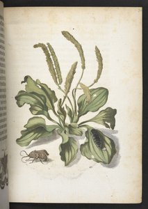 "Nádherná proměna housenek a zvláštní květinová potrava..." od Maria Sibylla Merian
