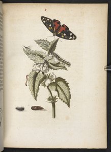 "Nádherná proměna housenek a zvláštní květinová potrava..." od Maria Sibylla Merian