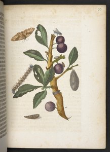 "Nádherná proměna housenek a zvláštní květinová potrava..." od Maria Sibylla Merian