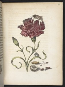 "Nádherná proměna housenek a zvláštní květinová potrava..." od Maria Sibylla Merian