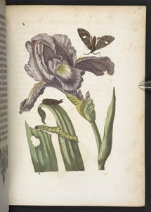 "Nádherná proměna housenek a zvláštní květinová potrava..." od Maria Sibylla Merian