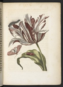 "Nádherná proměna housenek a zvláštní květinová potrava..." od Maria Sibylla Merian
