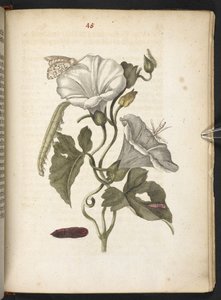 "Nádherná proměna housenek a zvláštní květinová potrava..." od Maria Sibylla Merian