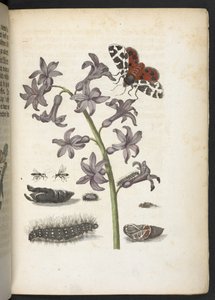 "Nádherná proměna housenek a zvláštní květinová potrava..." od Maria Sibylla Merian