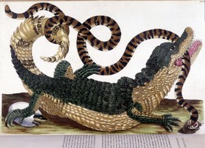 Boj mezi krokodýlem a hadem – v „“Obecné historii hmyzu Surinamu a celé Evropy”“, od Marie Sibylly de Merian, Paříž od Maria Sibylla Merian