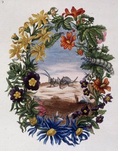 Fourmi - od Marie Sibylly Merian od Maria Sibylla Merian