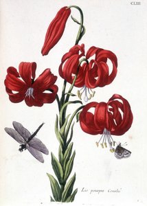 Lys (lis) fialová Curbé - v “”Histoire générale des hmyzu de Surinam et de toute l
