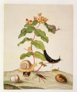 č.1146c Hypericum Baxiforum se šneky a broukem, 1695