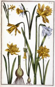 Neznámý obrázek od Maria Sibylla Merian