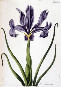 Neznámý obrázek od Maria Sibylla Merian