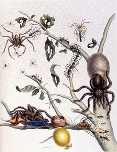 Různí pavoukovci z Jižní Ameriky, 1726 od Maria Sibylla Merian