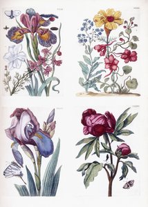 Různý evropský hmyz a květiny od Maria Sibylla Merian