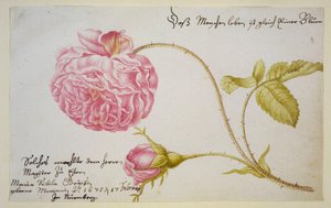 List alba s růží, 1675